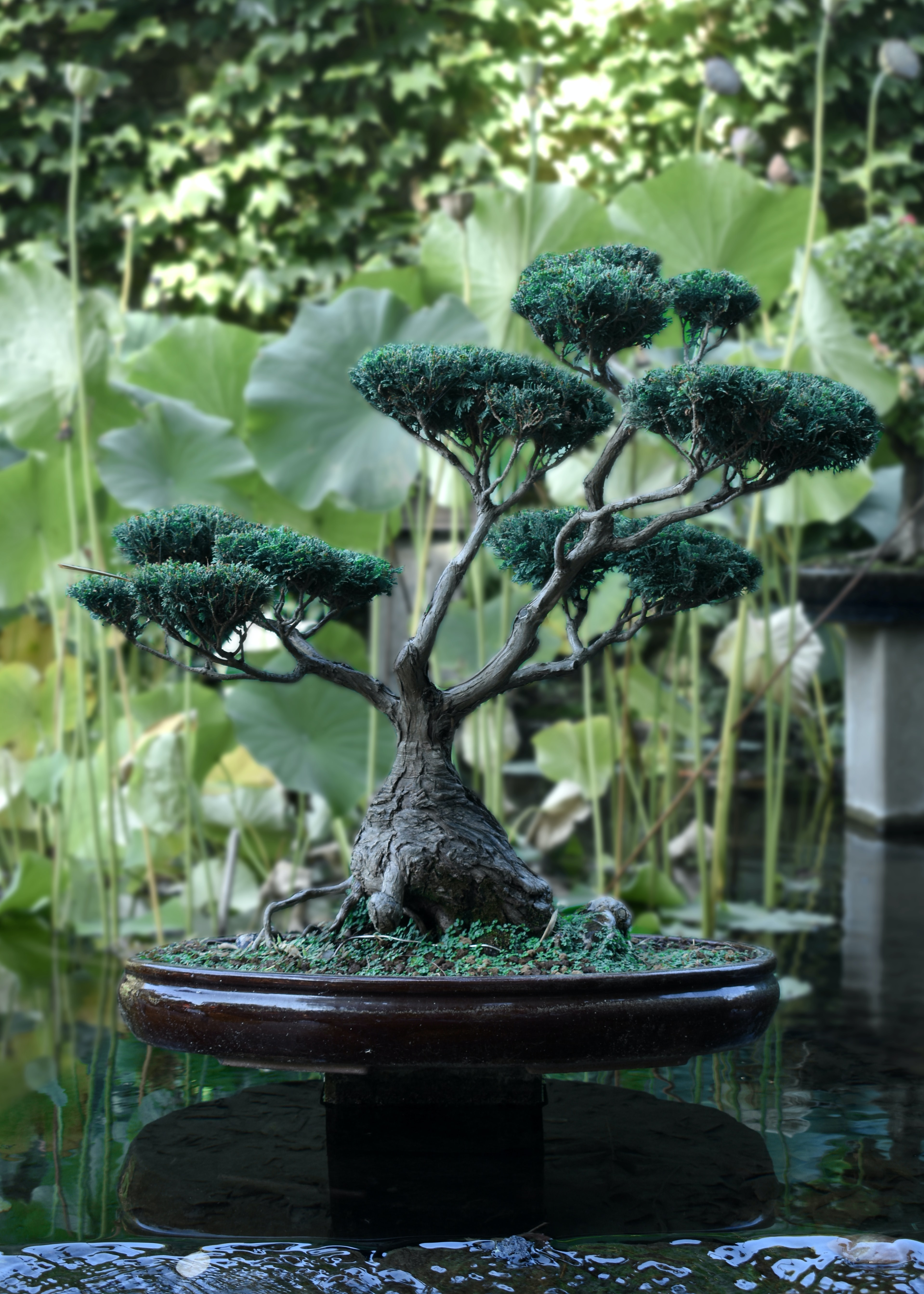 bonsai